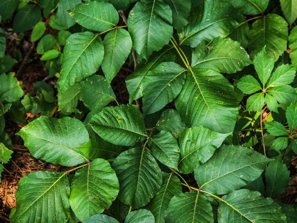 leaves of the poison ivy plant