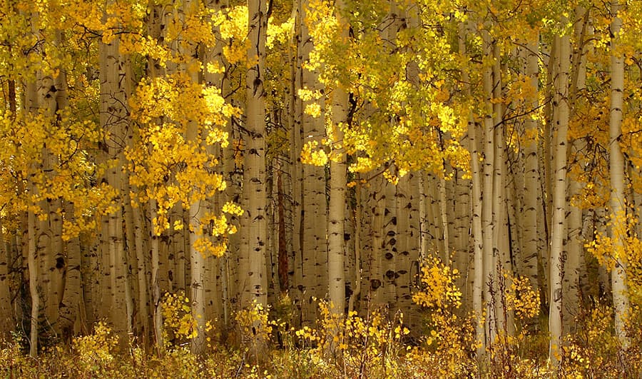 a forest of yellow birch trees