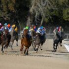 race horses run around a track in the a large group during a competitive race