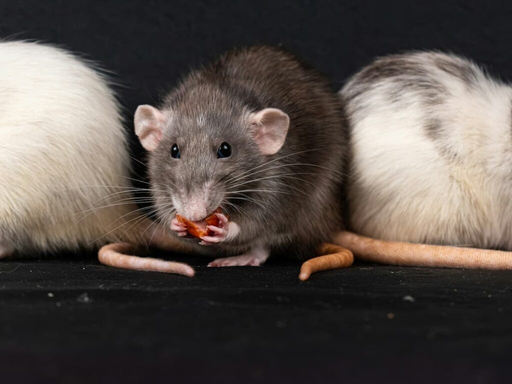 3 mice symbolizing hantavirus and how it is spread