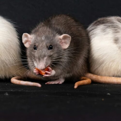3 mice symbolizing hantavirus and how it is spread