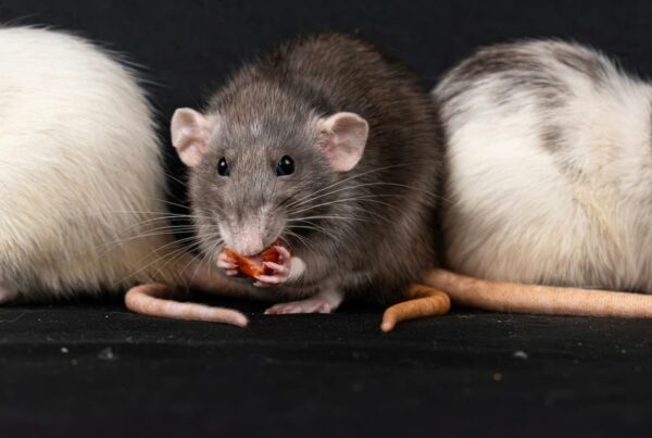 3 mice symbolizing hantavirus and how it is spread
