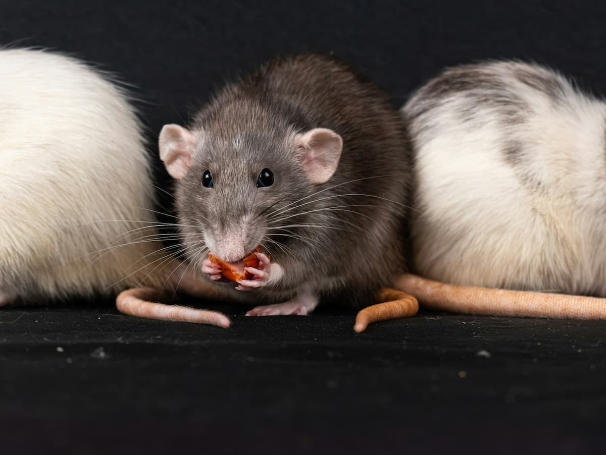 What Is Hantavirus and Should We Be Concerned?